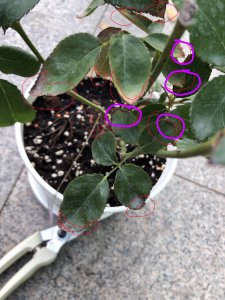 黄豆怎么养护月季 如何正确养护月季黄豆