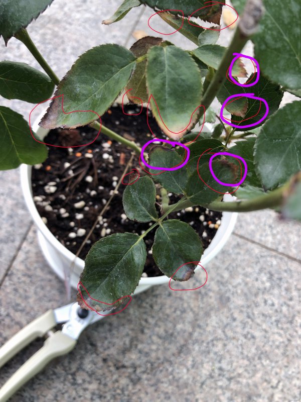 黄豆怎么养护月季  具体方法