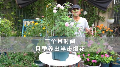 月季怎么养护秋季狂爆花 秋季月季如何养护迎接狂爆花期