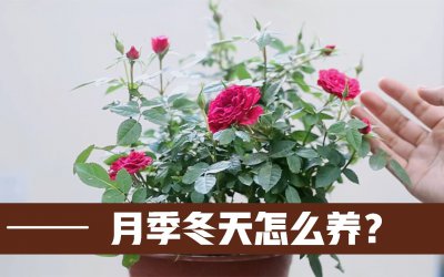 如何养护月季才能养得好 养护月季的方法
月季养护技巧