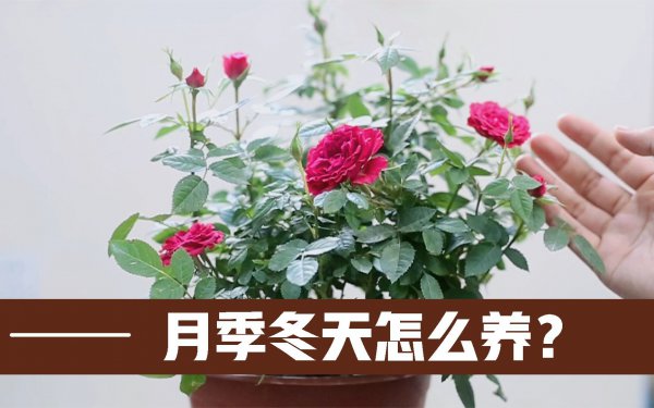 如何养护月季才能养得好