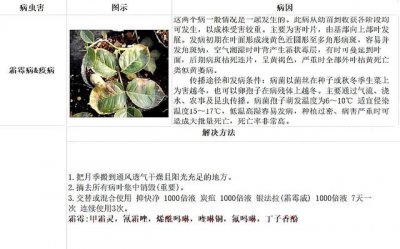 三伏天月季出现的症状以及预防方法