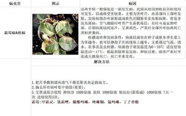 三伏天月季出现的症状以及预防方法