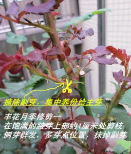切花月季怎么修剪好看 如何修剪切花月季才能美观？