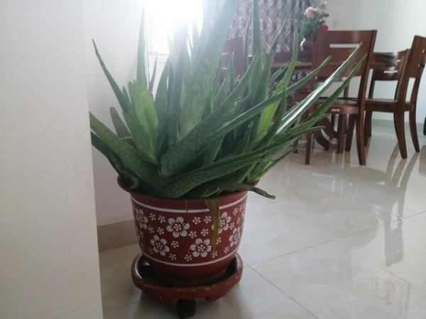 芦荟摆放家里什么位置