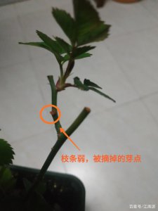 月季萌发新芽时期如何养护 月季萌芽期养护指南