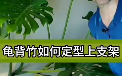 龟背竹如何定型上支架 如何给龟背竹安装支撑架？