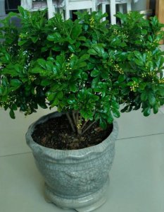米兰花用高盆还是矮盆 选择高盆还是矮盆米兰花更适合？