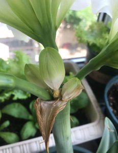 米兰花花苞掉落是什么原因 为什么米兰花苞会掉落？