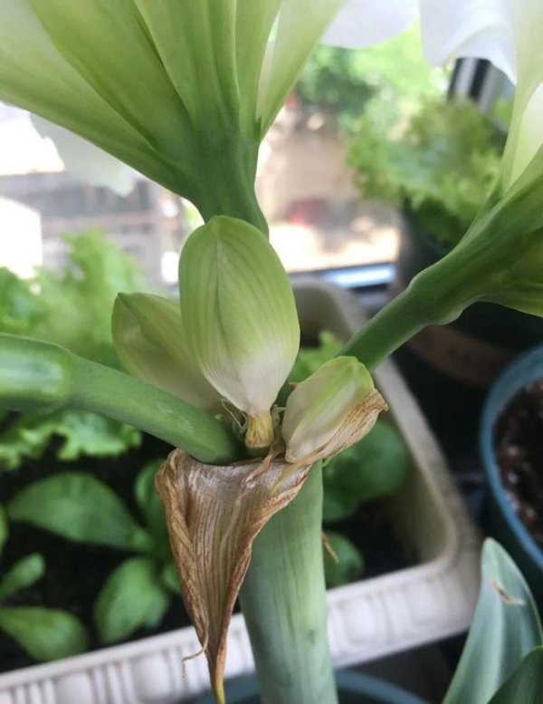 米兰花花苞掉落是什么原因