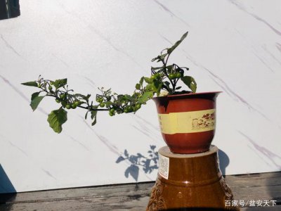 蜀葵盆栽矮化怎么做 蜀葵盆栽如何进行矮化处理？