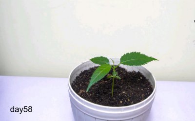 樱桃籽怎么盆栽种植 用怎样栽种樱桃籽？ 
栽种樱桃籽的方法