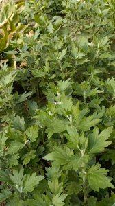 菊花枝条长得太高怎么处理 菊花枝条过长如何处理？