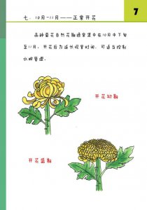 盆栽菊花第二年的养殖步骤是什么 盆栽菊花第二年的护理技巧