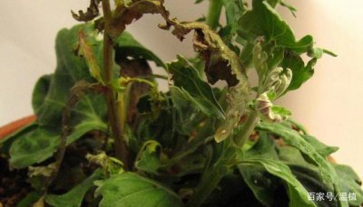 为什么夏天菊花容易死 夏季菊花枯萎的原因