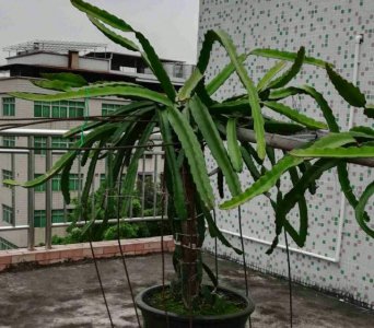 家养盆栽火龙果的养殖方法和注意事项有哪些