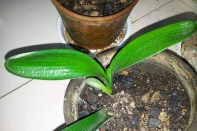 君子兰最快发根方法 快速繁殖君子兰的方法