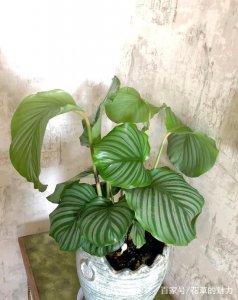 家养盆栽黄苞竹芋的养殖方法和注意事项有哪些