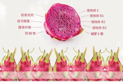 火龙果三个重要生长阶段注意事项 火龙果生长关键阶段的注意事项