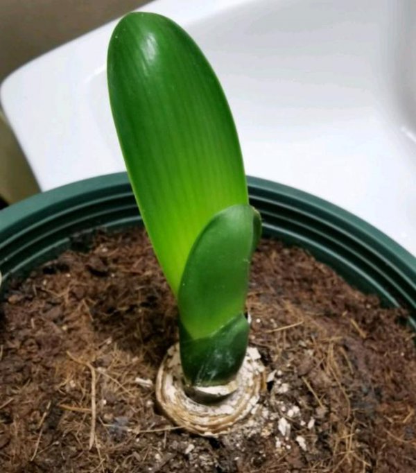 君子兰芽折断了能活吗
