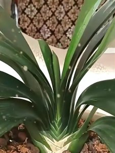 君子兰突然倒了怎么办 养君子兰时突然倒下了怎么办？