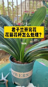 君子兰夹花怎么处理 如何处理君子兰的夹花情况？