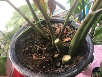 金钱树怕冻吗能过冬吗 金钱树如何应对寒冷冬季？