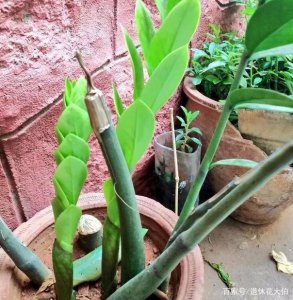 怎样培植金钱树的幼苗 如何种植金钱树幼苗？