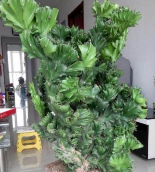 麒麟水浇多了怎么办