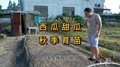 西瓜苗徒长了怎么办 西瓜苗长势过强应该怎么处理？