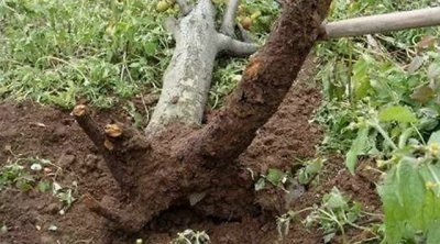 苹果树被化肥烧根了怎么办