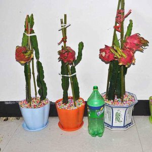 火龙果盆栽种植方法 选择合适盆土做好后续养护