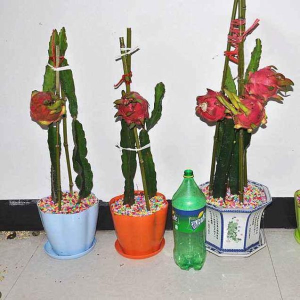 火龙果盆栽种植方法，选择合适盆土做好后续养护