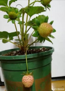 盆栽草莓的种植方法 选择陶瓷盆和腐殖土栽培