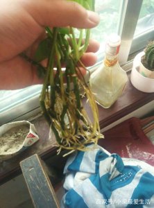 绿萝的根烂了怎么办 绿萝根部腐烂应对方案