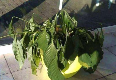 一帆风顺叶子蔫了怎么办 风顺转逆叶微黄如何处理