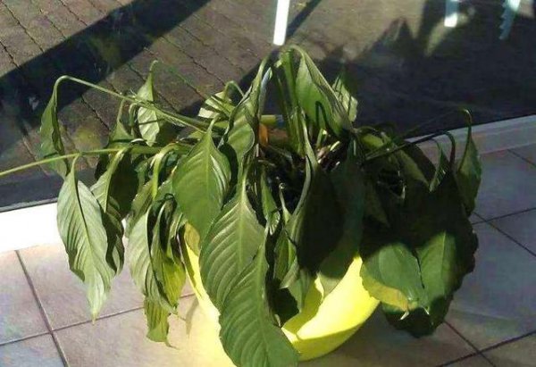 一帆风顺叶子蔫了怎么办
