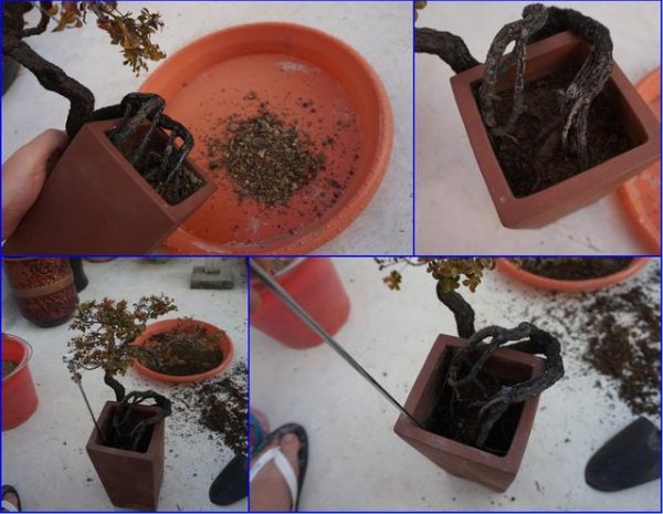 盆栽茶树掉叶子怎么办