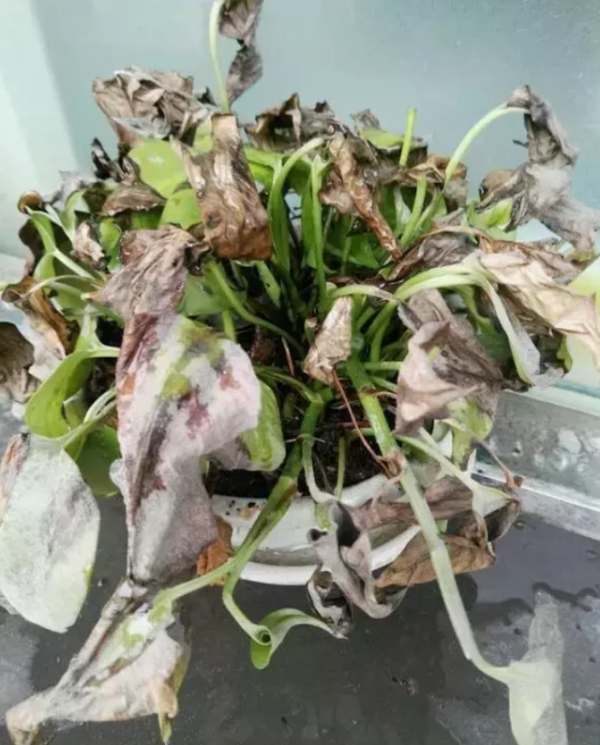 绿萝枯萎怎么办