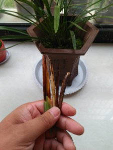 蕙兰烂心怎么办 蕙兰受损如何处理