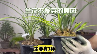 兰花新芽夏天突然不生长怎么办 兰花夏季新芽停止生长如何处理？
