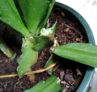 蟹爪兰主茎腐烂怎么办 蟹爪兰主茎腐烂应对措施