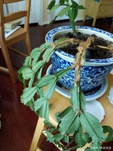怎样使蟹爪兰叶子变厚 如何让蟹爪兰叶片更厚？