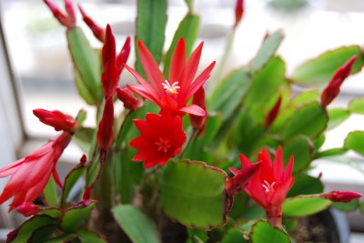蟹爪兰是草本植物还是木本植物 蟹爪兰属于草本植物还是木本植物？