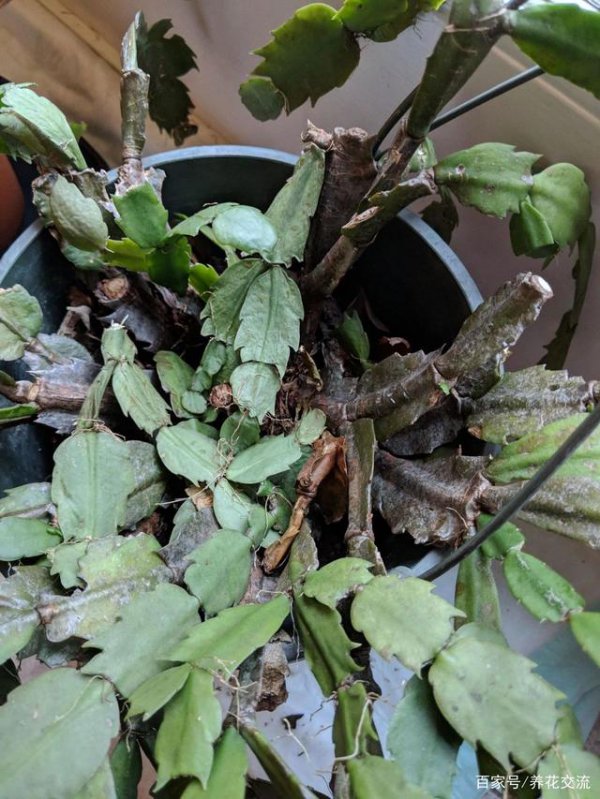 蟹爪兰烂茎怎么处理