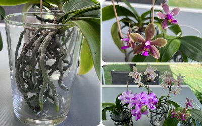 蝴蝶兰开花后怎么养呢 蝴蝶兰花怎样护理？