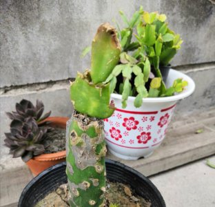 蟹爪兰花苞变蔫脱落什么原因 蟹爪兰花苞为何干枯掉落？