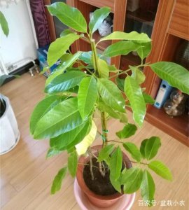 白兰花盆栽的养殖及注意事项 种植白兰花盆栽的技巧和注意事项