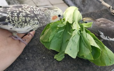 鹦鹉吃什么水果蔬菜 鹦鹉适合吃哪些水果和蔬菜