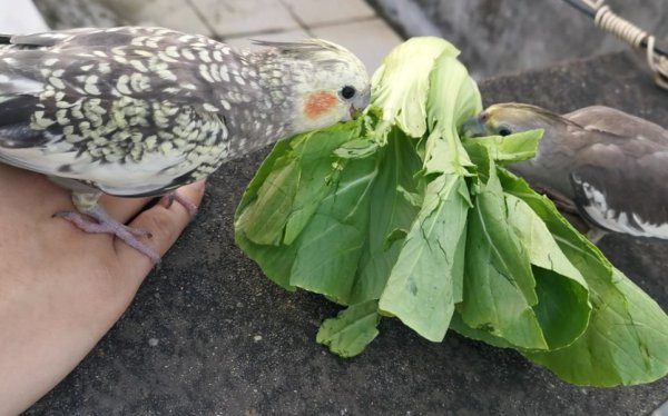 鹦鹉吃什么水果蔬菜